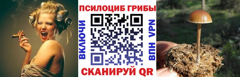 Купить  Камень-на-Оби  Псилоцибиновые грибы Psilocybe 